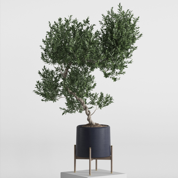 Plants collection 737
