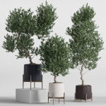 Plants collection 737