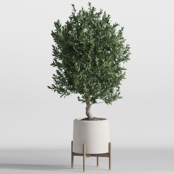 Plants collection 737