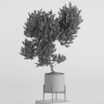 Plants collection 737