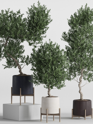 Plants collection 737