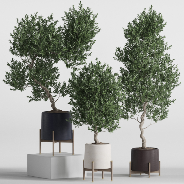 Plants collection 737