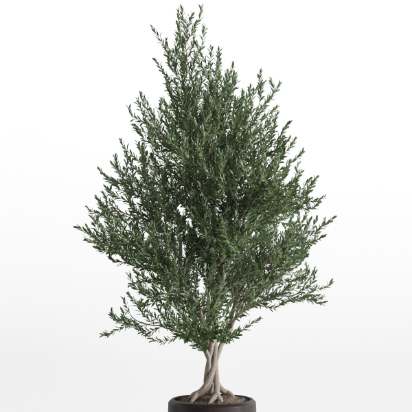 Plants collection 740