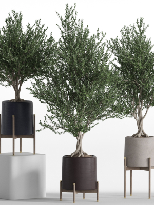 Plants collection 740
