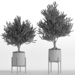 Plants collection 740