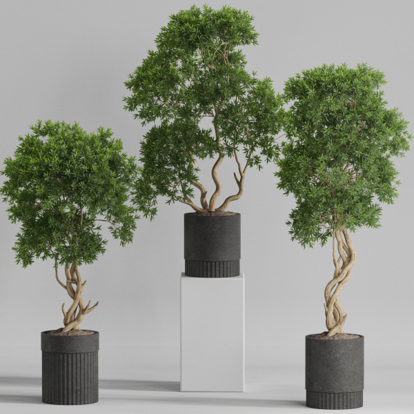 Plants collection 743