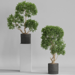 Plants collection 743
