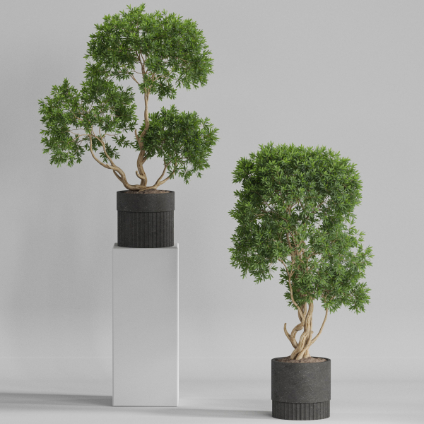Plants collection 743