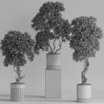 Plants collection 743