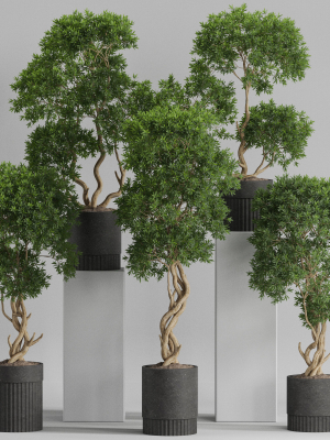 Plants collection 743