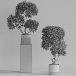 Plants collection 743