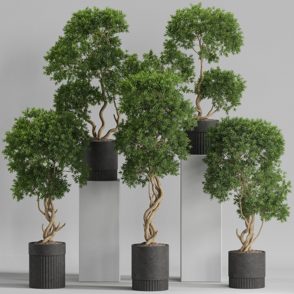 Plants collection 743