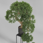 Plants collection 744