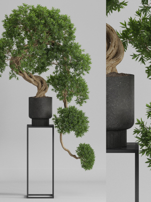 Plants collection 744
