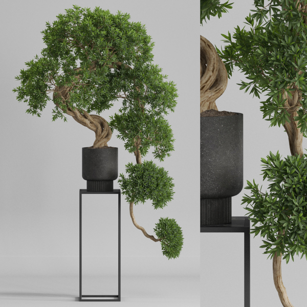 Plants collection 744