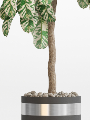 plants-collection-754-3d-model-max-obj-fbx-c4d-blend
