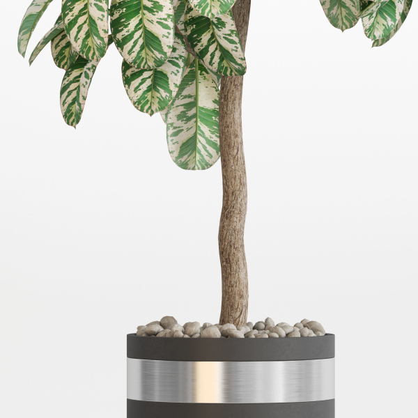 Plants collection 754