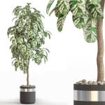 Plants collection 754