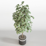 Plants collection 754