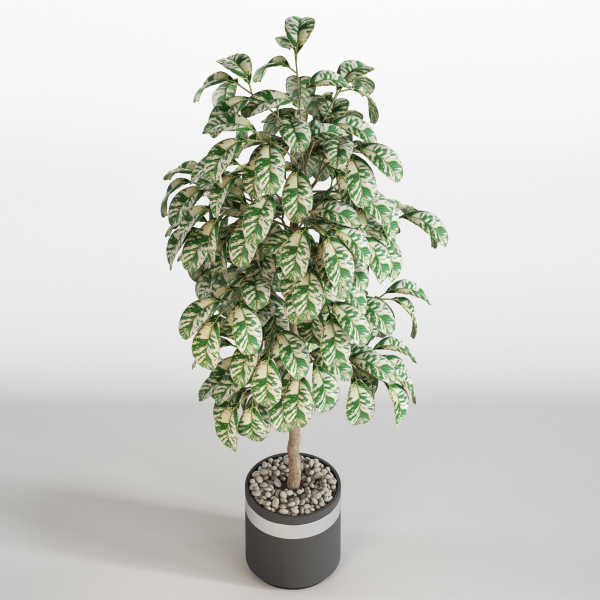Plants collection 754