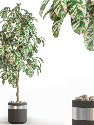 Plants collection 754