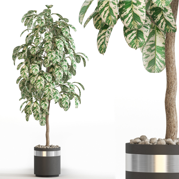 Plants collection 754