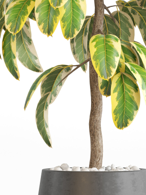 plants-collection-756-3d-model-max-obj-fbx-c4d-blend