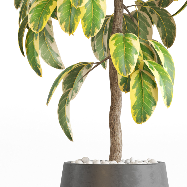 Plants collection 756