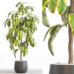 Plants collection 756