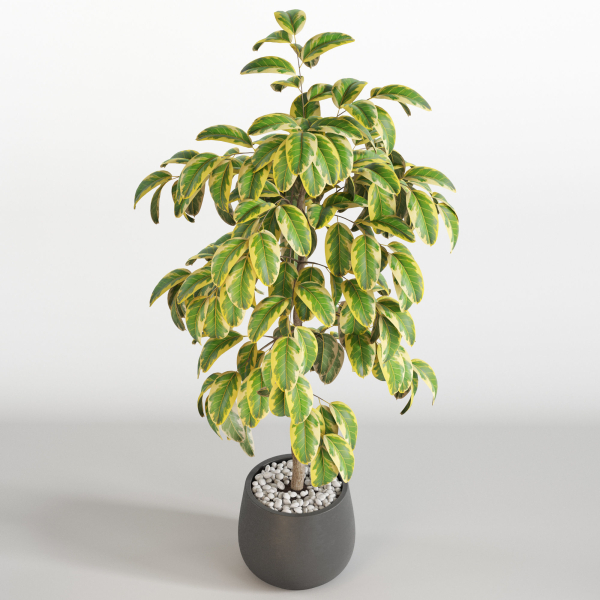 Plants collection 756