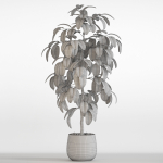 Plants collection 756