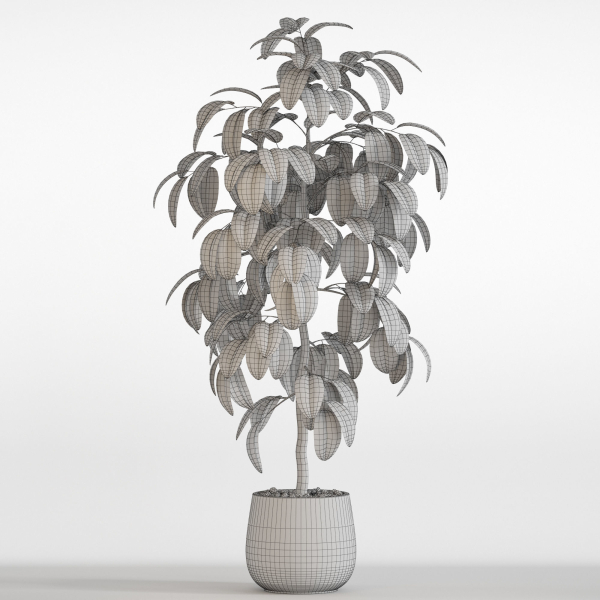 Plants collection 756