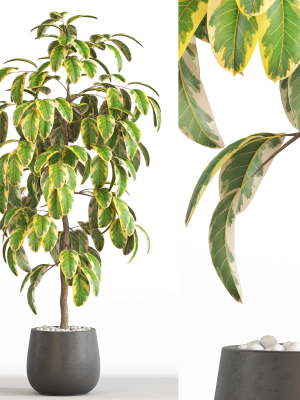 Plants collection 756
