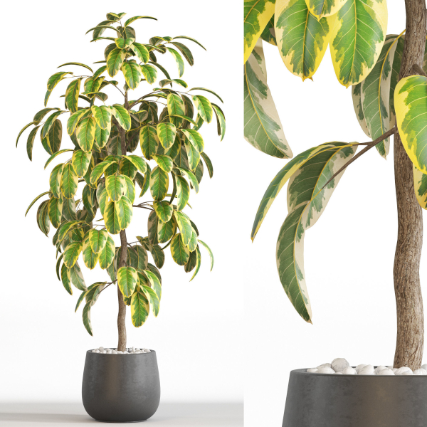 Plants collection 756