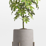 Plants collection 758