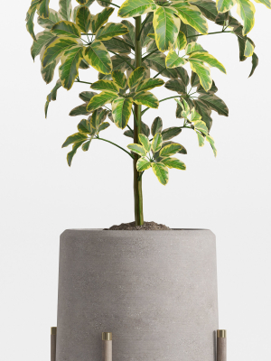 plants-collection-758-3d-model-max-obj-fbx-c4d-blend