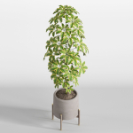 Plants collection 758