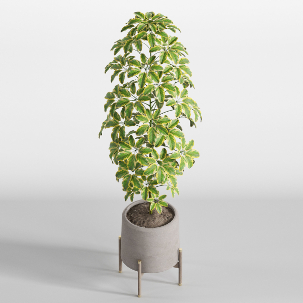 Plants collection 758