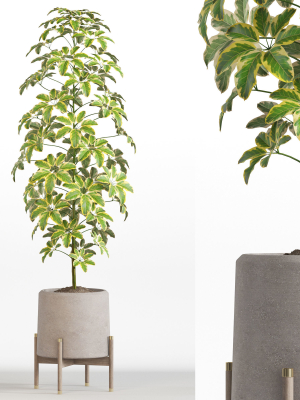 Plants collection 758