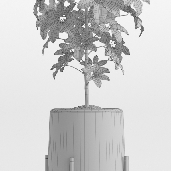 Plants collection 758