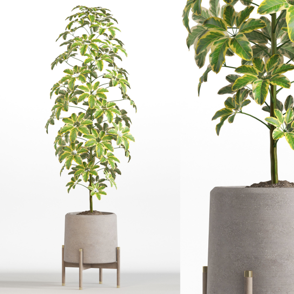 Plants collection 758