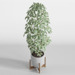 Plants collection 760