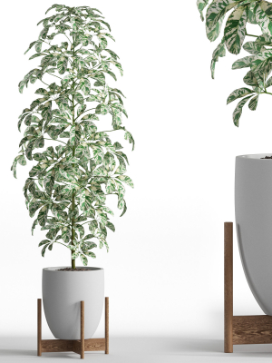 Plants collection 760