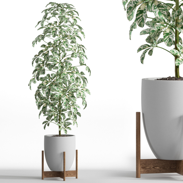 Plants collection 760