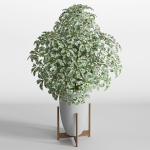 Plants collection 761