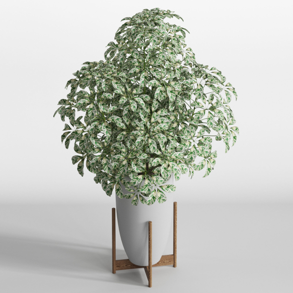 Plants collection 761