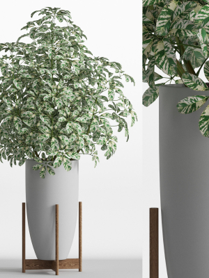 Plants collection 761