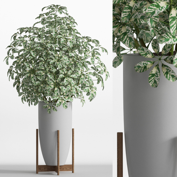 Plants collection 761