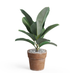 Plants collection 763