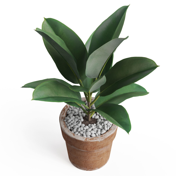 Plants collection 763